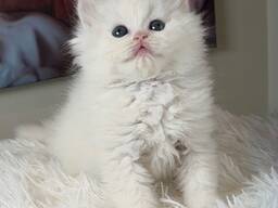 Schattig Brits Langhaar kitten vrouwtje zoekt een liefdevol thuis voor altijd.