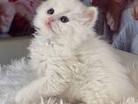 Schattig Brits Langhaar kitten vrouwtje zoekt een liefdevol thuis voor altijd. - photo 3