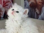 Schattig Brits Langhaar kitten vrouwtje zoekt een liefdevol thuis voor altijd. - фото 5