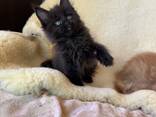 Schattig Maine Coon kitten beschikbaar – 11 weken oud - photo 3