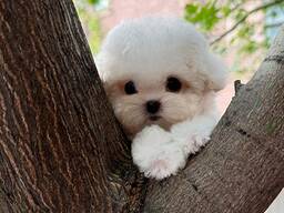 Cute Maltese 9 week old puppies I beschikbaar