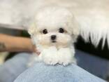 Cute Maltese 9 week old puppies I beschikbaar - photo 2