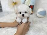 Cute Maltese 9 week old puppies I beschikbaar - photo 3