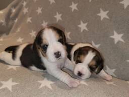 Schattige Beagle-puppy's nu beschikbaar!