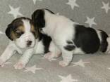 Schattige Beagle-puppy's nu beschikbaar! - фото 1