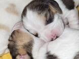 Schattige Beagle-puppy's nu beschikbaar! - фото 2