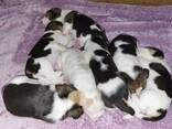 Schattige Beagle-puppy's nu beschikbaar! - фото 3