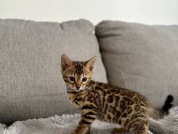 Schattige Bengaalse kittens