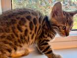 Schattige Bengaalse kittens - photo 3