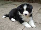 Schattige Border Collie-puppy - photo 1