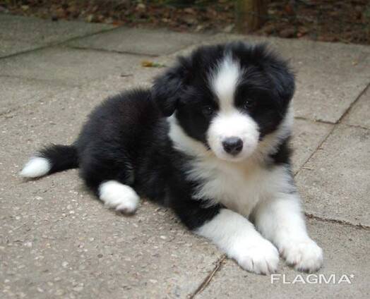 Schattige Border Collie-puppy