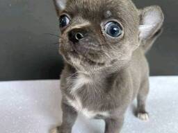 Schattige Chihuahua-puppy van 7 weken oud beschikbaar