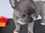 Schattige Chihuahua-puppy van 7 weken oud beschikbaar - фото 2