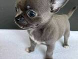 Schattige Chihuahua-puppy van 7 weken oud beschikbaar - фото 3