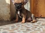 Schattige Chihuahua-puppy's – 11 weken oud - фото 2