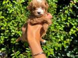 Schattige en gezonde Maltipoo-puppy's van 8 weken oud - photo 3