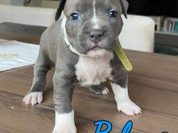 Schattige Engelse Bulldog-puppy's van 9 weken oud beschikbaar