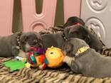 Schattige Franse Bulldog-puppy's klaar voor hun nieuwe thuis! - photo 3