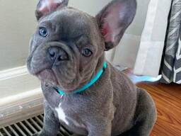 Schattige Franse bulldogpuppy's van 9 weken oud beschikbaar