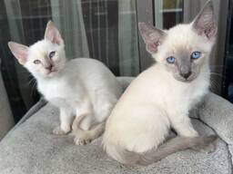 Schattige, geregistreerde blauwogige kittens – mannetjes en vrouwtjes beschikbaar Siames
