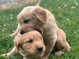 Schattige Golden Retriever-puppy's van 11 weken oud zijn klaar voor hun nieuwe thuis! - фото 2