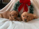 Schattige Golden Retriever-puppy's van 11 weken oud zijn klaar voor hun nieuwe thuis! - фото 3