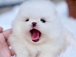 Schattige keeshondpuppy's. WhatsApp me op. .. ..