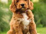 Schattige Labradoodle-puppy's te koop, - фото 2