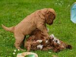 Schattige Labradoodle-puppy's te koop, - фото 3