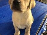 Schattige Labradorpuppy's van 8 weken oud beschikbaar - фото 3