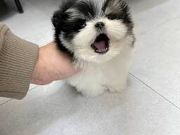 Schattige Maltezer puppy's van 11 weken oud klaar voor een nieuw thuis!