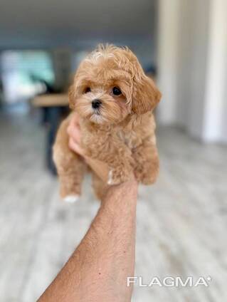 Schattige Maltezer puppy's van 11 weken oud klaar voor een nieuw thuis!