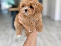 Schattige Maltezer puppy's van 11 weken oud klaar voor een nieuw thuis!