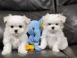 Schattige Maltezerpuppy – 11 weken oud - фото 1