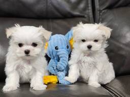 Schattige Maltezerpuppy – 11 weken oud
