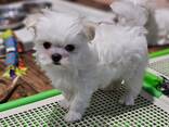 Schattige Maltezerpuppy – 11 weken oud - фото 2