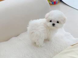 Schattige Maltezerpuppy's van 11 weken oud beschikbaar