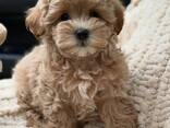 Schattige Maltipoo-puppy's beschikbaar - фото 3