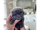 Schattige poedelpuppy van 7 weken oud beschikbaar - photo 2