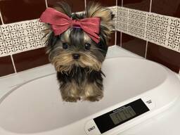 Schattige Pomeriaan-puppy van 9 weken oud beschikbaar