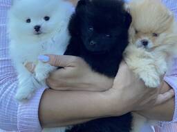 Schattige Pomeriaan-puppy's