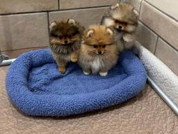 Elite Pomeranian-puppy's