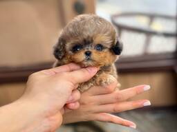 Schattige Shih-Poo-puppy's van 9 weken oud beschikbaar
