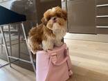 Schattige Shih Tzu-puppy van 10 weken oud beschikbaar - фото 3