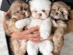 Schattige Shih Tzu-puppy's zoeken een liefdevol thuis.