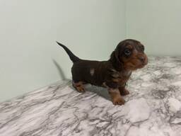 Schattige teckelpuppy's