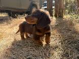 Teckelpuppy's zoeken een liefdevol thuis. - фото 2