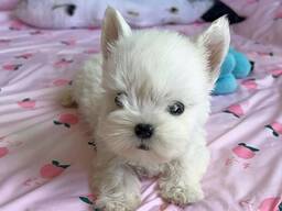 Schattige West Highland White Terrier-puppy's – 11 weken oud