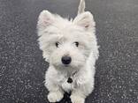 Schattige West Highland White Terrier-puppy's – 11 weken oud - photo 2