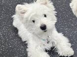 Schattige West Highland White Terrier-puppy's – 11 weken oud - photo 3